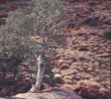 Itjinpiri