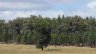 Native Pine and Gum