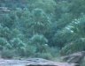Palm Valley, NT