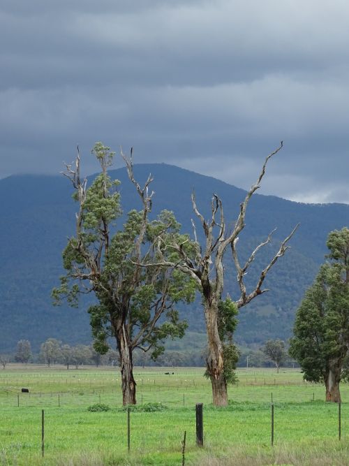 trees1