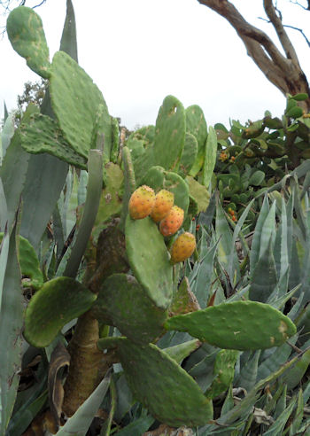 27-cactus.jpg