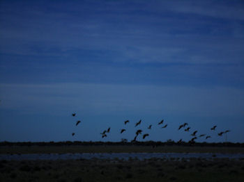 Water Birds