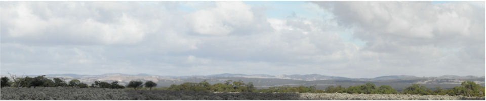 Looking back to the hills from the Morgan Burra Road