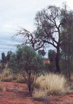 Australian Country Landscape
