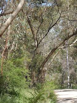 Australian Country Landscape