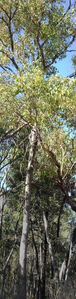 Australian Country Landscape
