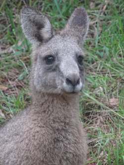 Kangaroo at Wye River, Victoria 2015