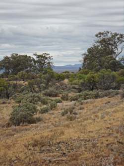 Flinders from the old Leigh Creek line