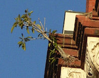 Fig on Gawler Chambers Building 2008